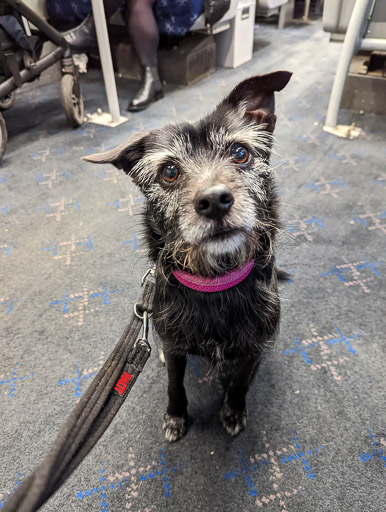 A small black terrier dog on a train between Edinburgh and South Gyle.
