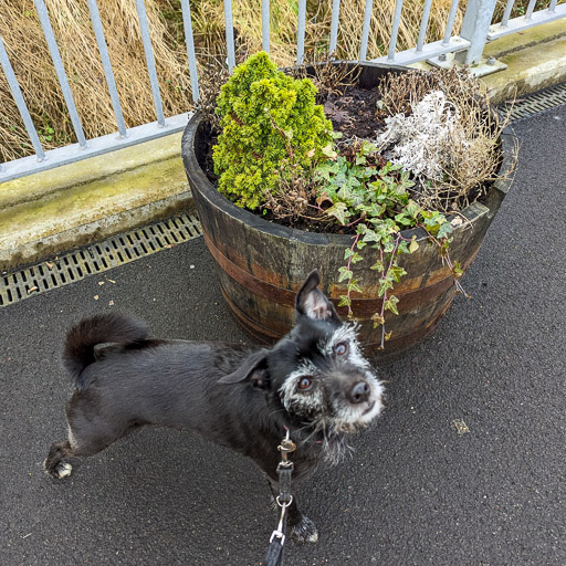 A small black terrier dog at Carfin Station.