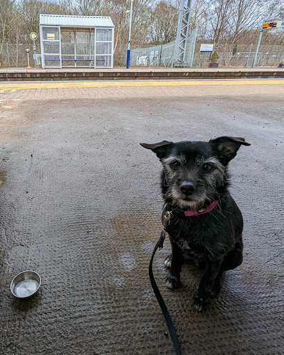 A small black terrier dog at Mount Vernon Station.