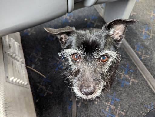 A small black terrier dog on a train between Anniesland and Maryhill.