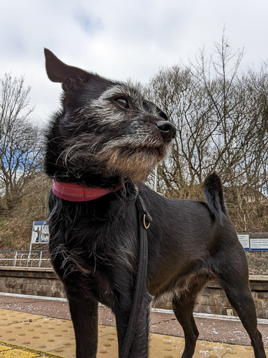 A small black terrier dog at Gilshochill Station.