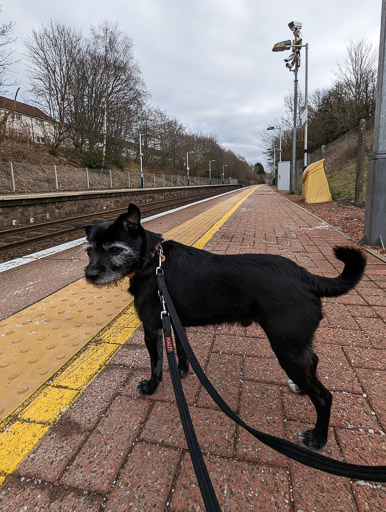 A small black terrier dog at Gilshochill Station.