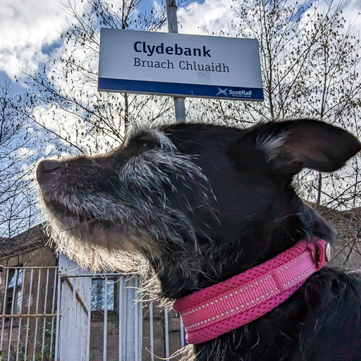 A small black terrier dog at Clydebank Station.