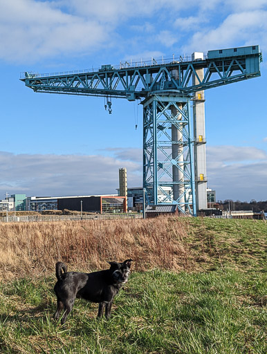 A small black terrier dog on a walk at Clydebank.