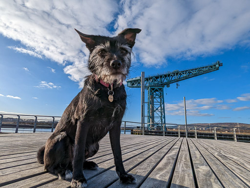 A small black terrier dog on a walk at Clydebank.