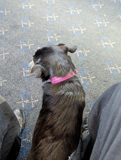 A small black terrier dog on a train between Anniesland and Maryhill.