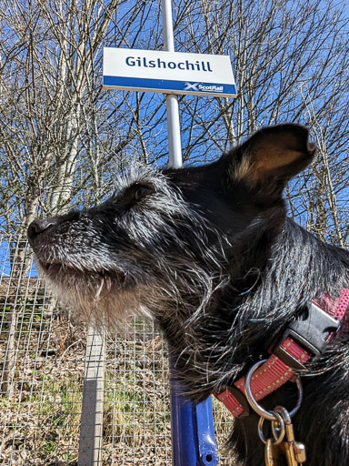 A small black terrier dog at Gilshochill Station.