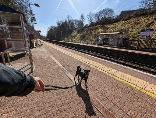 A small black terrier dog at Gilshochill Station.