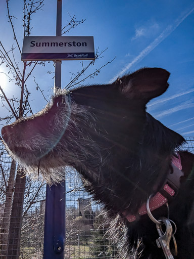 A small black terrier dog at Summerston Station.