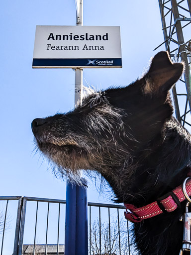 A small black terrier dog at Anniesland Station.