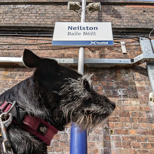 A small black terrier dog at Neilston Station.