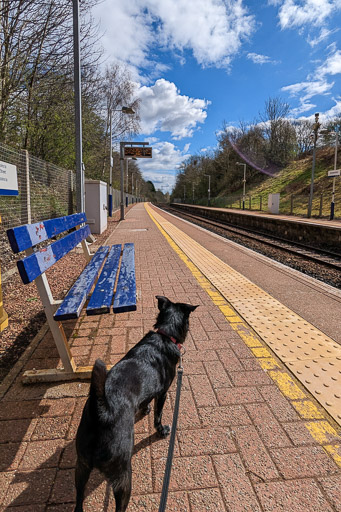 A small black terrier dog at Gilshochill Station.