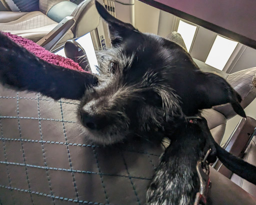 A small black terrier dog on a train between Haymarket and Aberdeen.