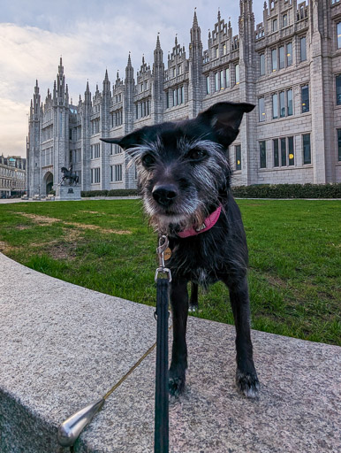 A small black terrier dog on a walk at Aberdeen.