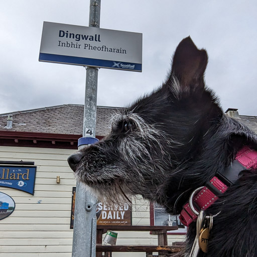 A small black terrier dog at Dingwall Station.