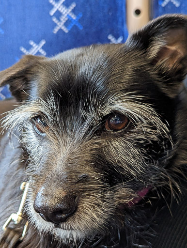 A small black terrier dog on a train between Dingwall and Inverness.