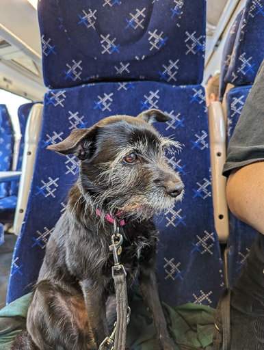 A small black terrier dog on a train between Dingwall and Inverness.