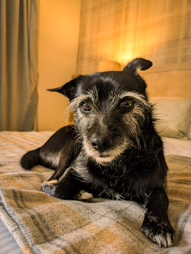 A small black terrier dog  at Inverness.