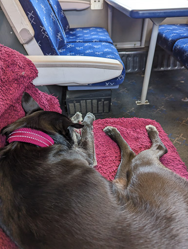 A small black terrier dog on a train between Inverness and Stromeferry.