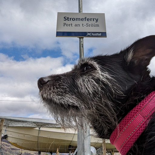 A small black terrier dog at Stromeferry Station.