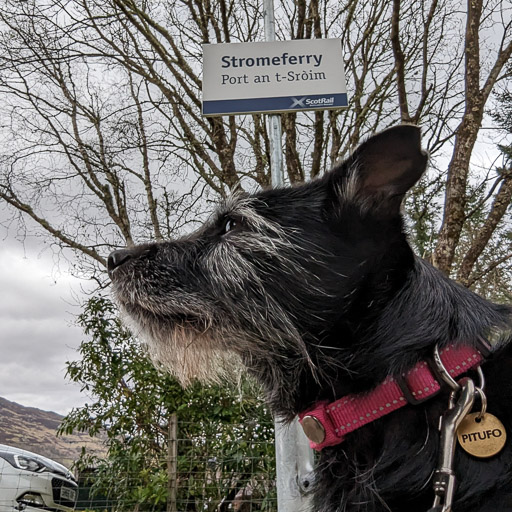 A small black terrier dog at Stromeferry Station.