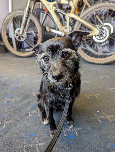 A small black terrier dog on a train between Stromeferry and Strathcarron.