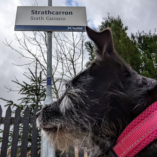 A small black terrier dog at Strathcarron Station.