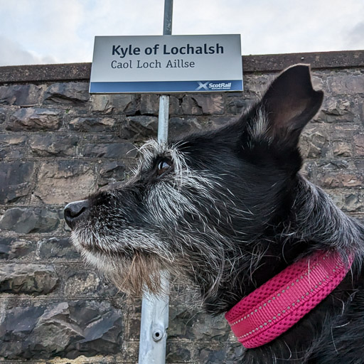 A small black terrier dog at Kyle Of Lochalsh Station.