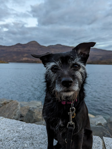 A small black terrier dog on a walk at Kyle Of Lochalsh.