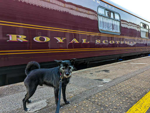 A small black terrier dog at Kyle Of Lochalsh Station.