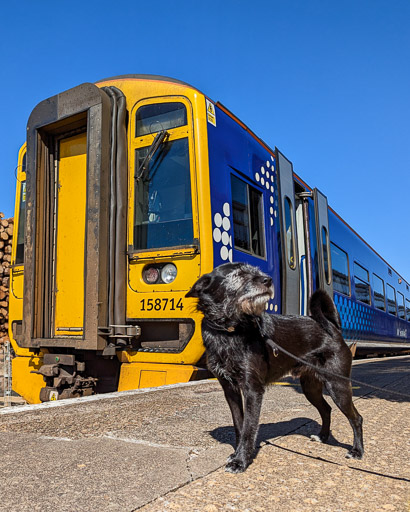 A small black terrier dog onboard 158714 at Kyle Of Lochalsh.