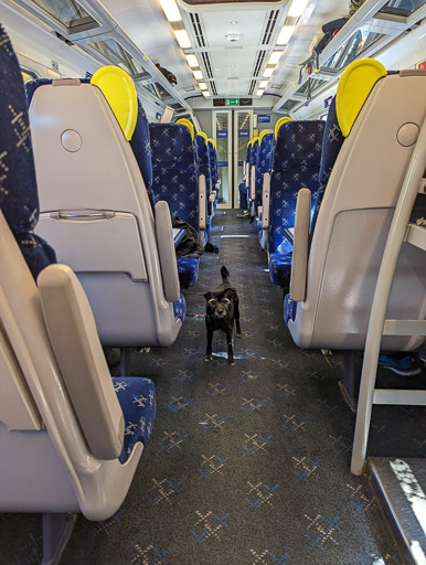 A small black terrier dog on a train between Kyle Of Lochalsh and Duncraig.