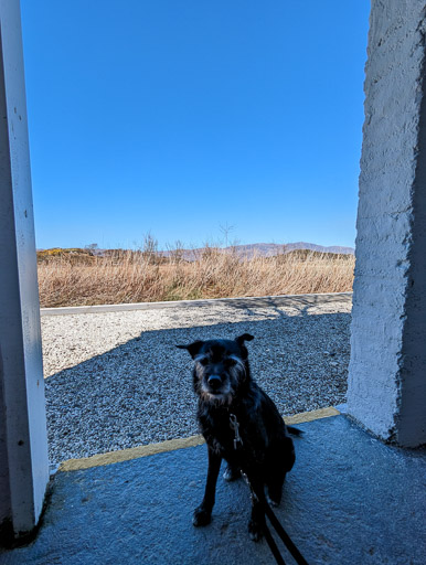 A small black terrier dog at Duirinish Station.