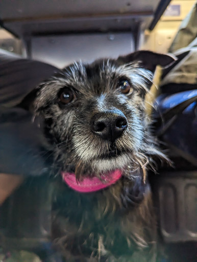 A small black terrier dog on a train between Kyle Of Lochalsh and Attadale.