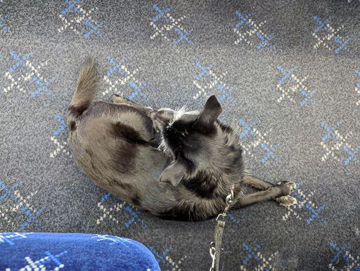 A small black terrier dog on a train between Kyle Of Lochalsh and Attadale.