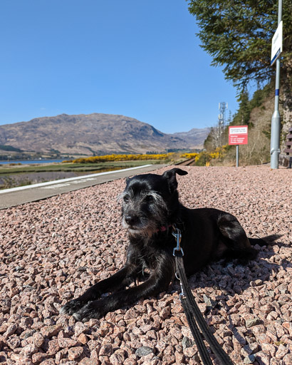 A small black terrier dog at Attadale Station.