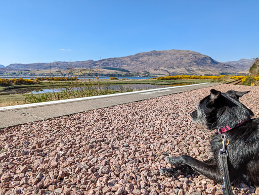 A small black terrier dog at Attadale Station.