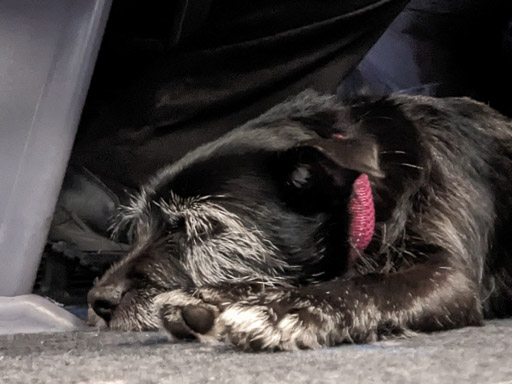 A small black terrier dog on a train between Attadale and Kyle Of Lochalsh.