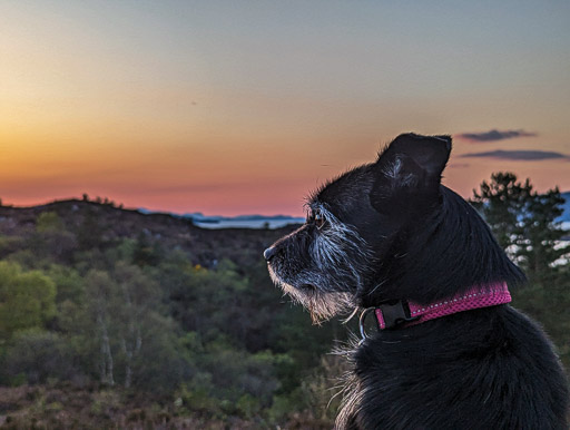 A small black terrier dog on a walk at Kyle Of Lochalsh.