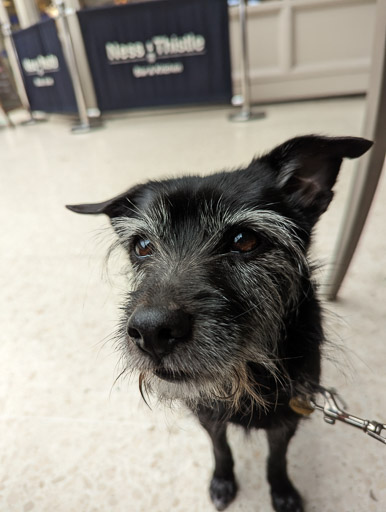 A small black terrier dog at Inverness Station.