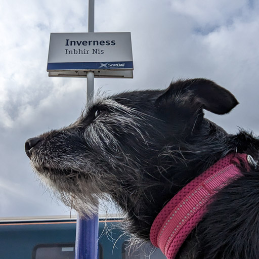 A small black terrier dog at Inverness Station.