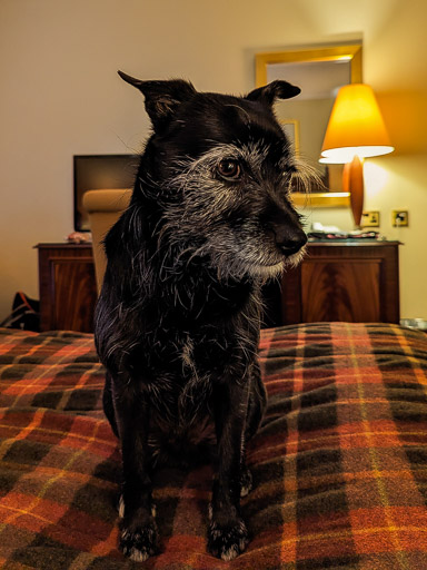 A small black terrier dog  at Aviemore.