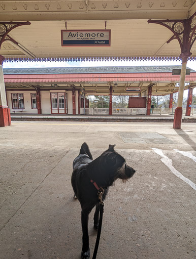 A small black terrier dog at Aviemore Station.