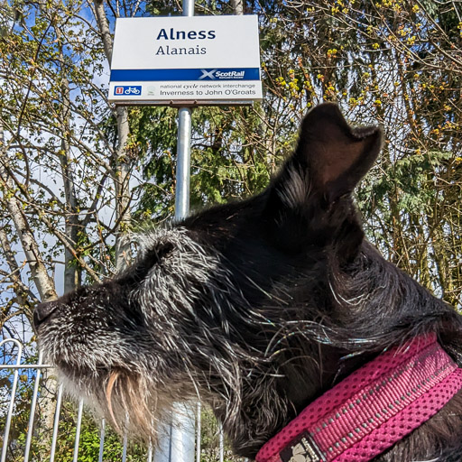 A small black terrier dog at Alness Station.