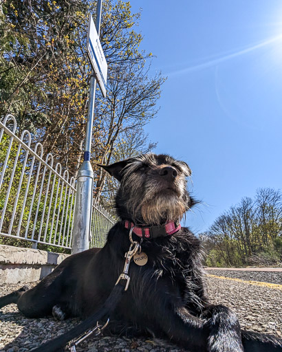 A small black terrier dog at Alness Station.