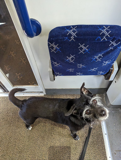 A small black terrier dog on a train between Alness and Conon Bridge.