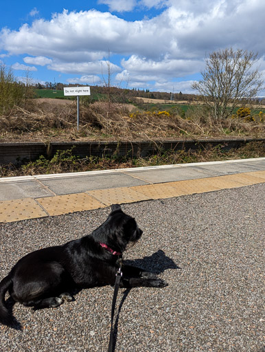 A small black terrier dog at Conon Bridge Station.