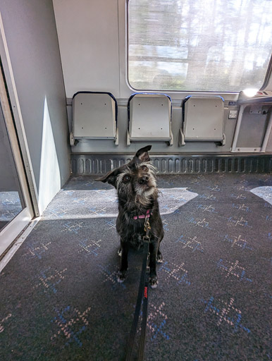 A small black terrier dog on a train between Conon Bridge and Muir Of Ord.