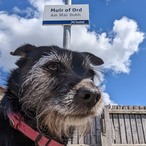 A small black terrier dog at Muir Of Ord Station.