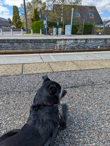 A small black terrier dog at Muir Of Ord Station.